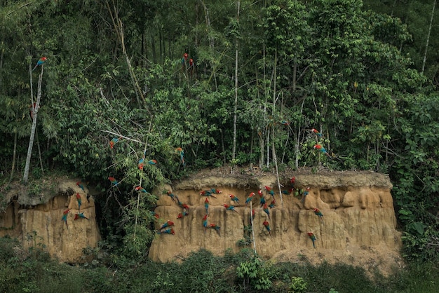Jungles of burma